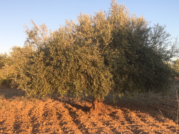 Boden gepflügt Olivenbaum